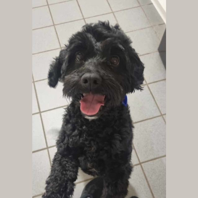 Photo of Skye   3 Year Old Cavoodle (Trial)