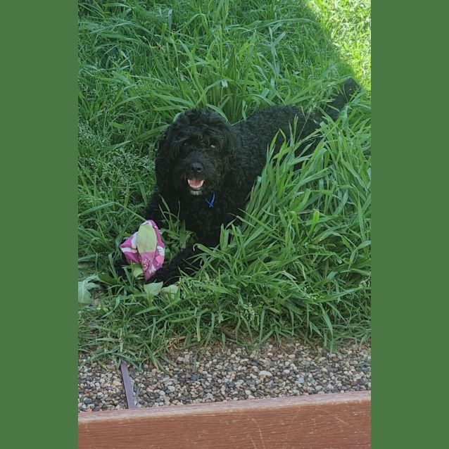 Photo of Skye   3 Year Old Cavoodle (Trial)