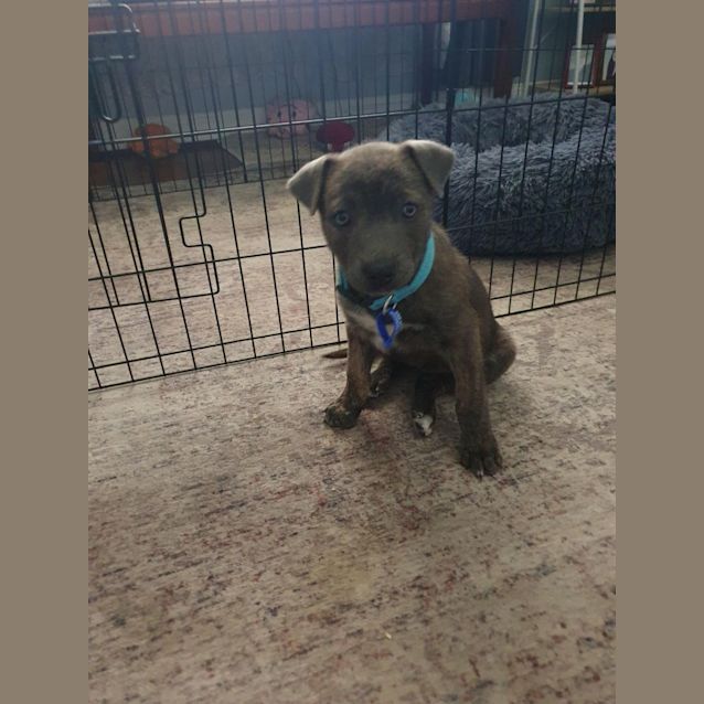 Photo of Tyler   10 Week Old Staffy X