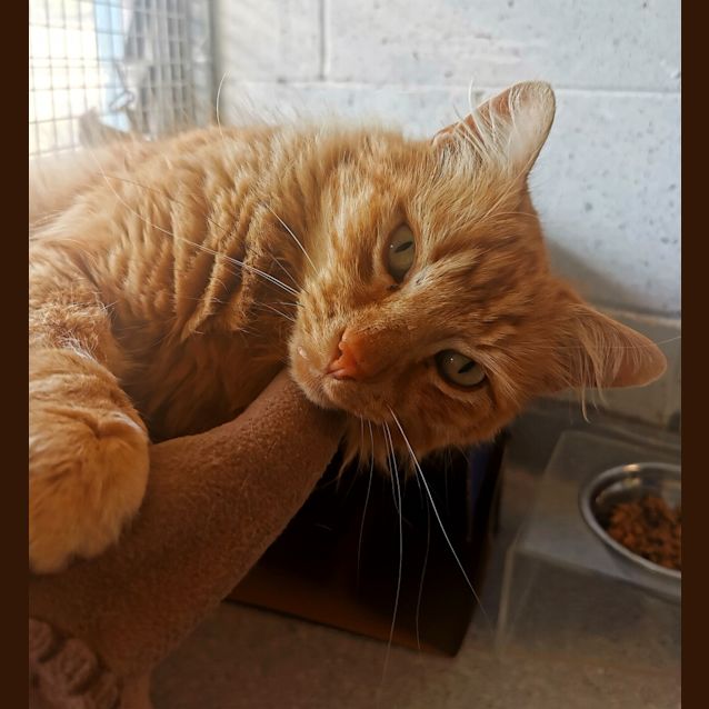 Photo of Garfield