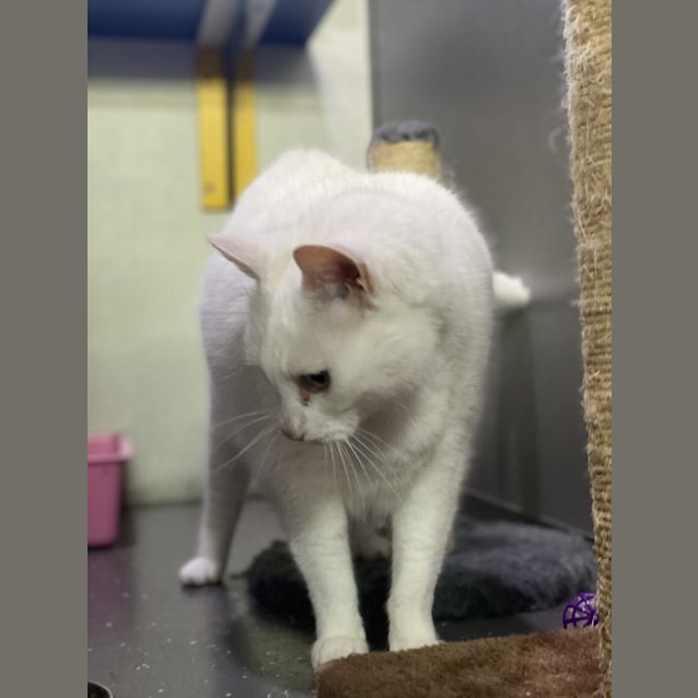 Photo of Snowball