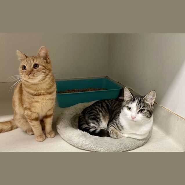 Photo of Lucy And Junior