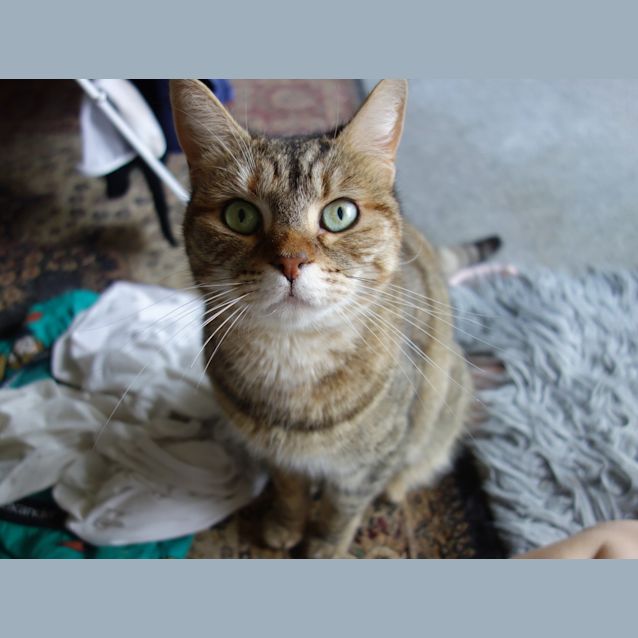 Photo of Layla