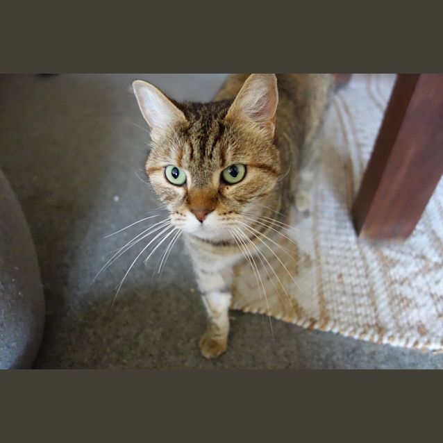 Photo of Layla