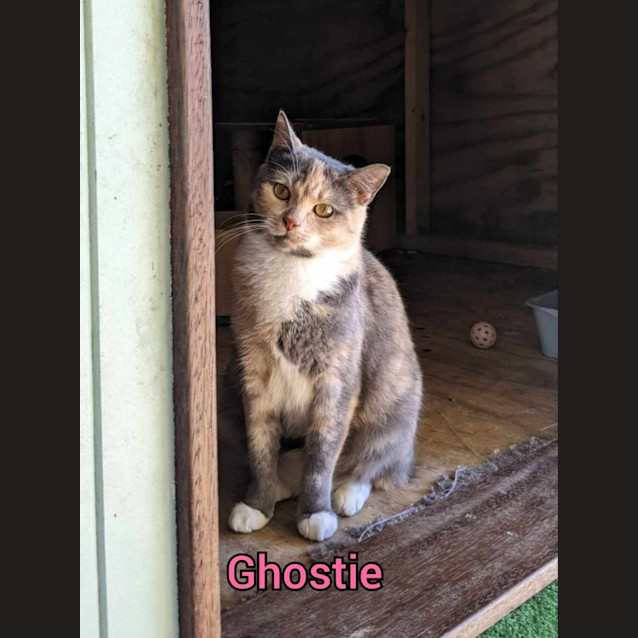 Photo of Ghostie