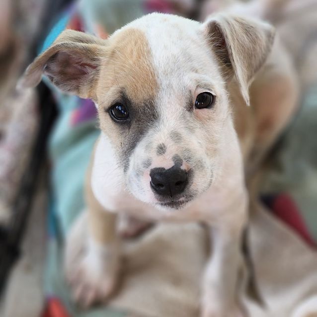 Photo of Lupin 