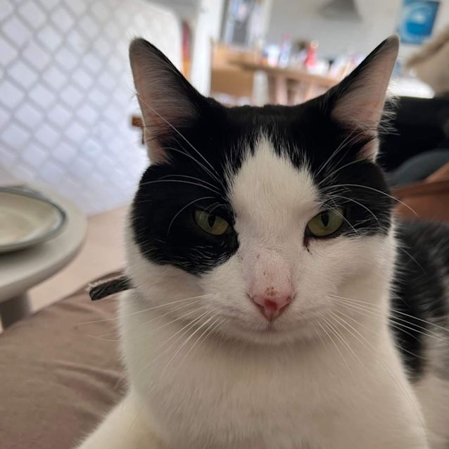 Photo of Patch