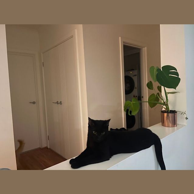 Photo of Saber Meet Me At Petstock Carrum Downs Store 