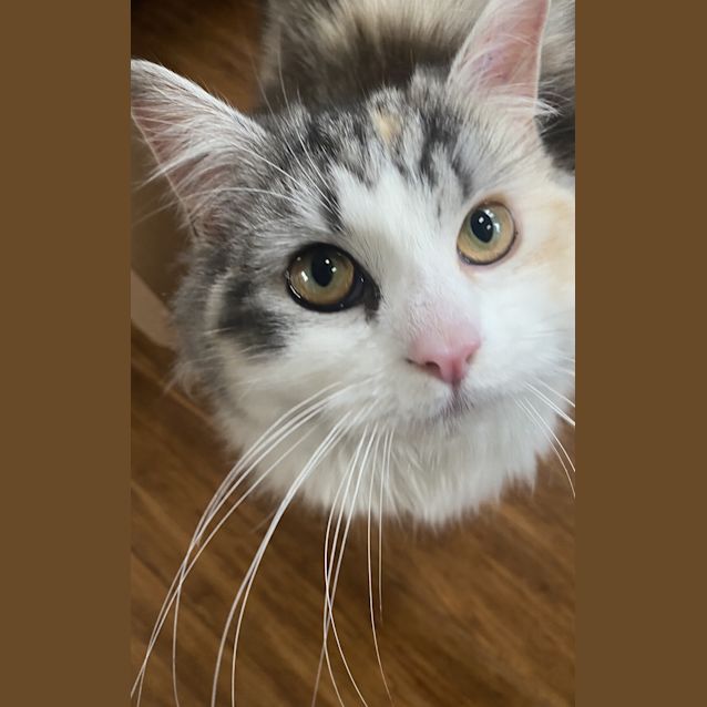 Photo of Caramel Swirl 