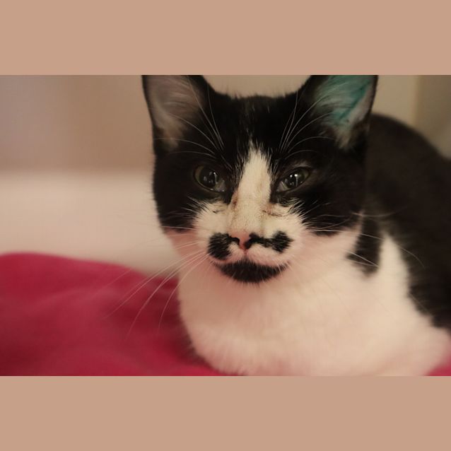 Photo of Toast