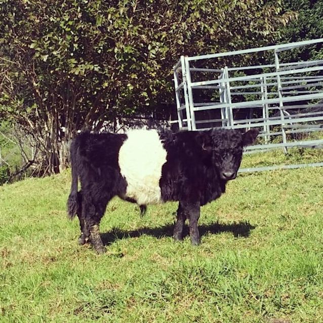 Photo of Merlin & Lancelot