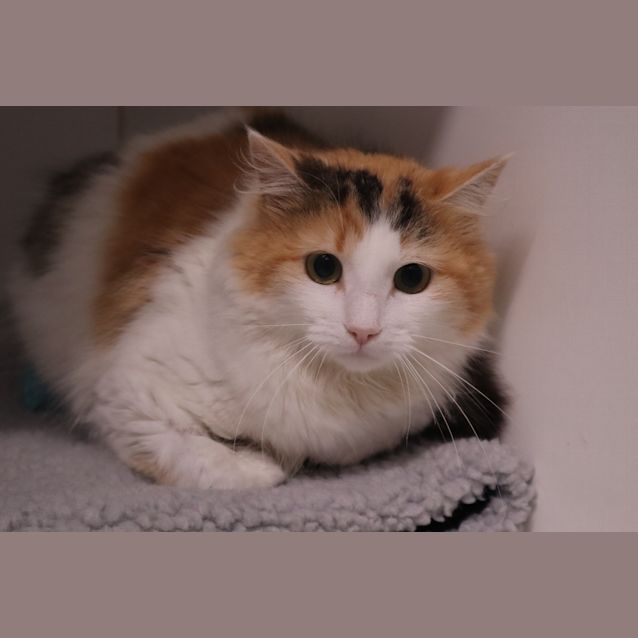 Photo of Gamora