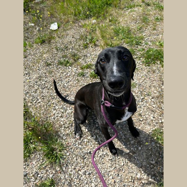 Photo of Gibson