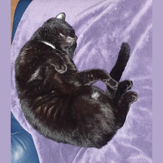 Photo of Smudge Hemmingway (9671)