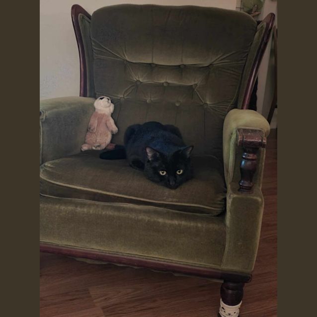 Photo of Smudge Hemmingway (9671)