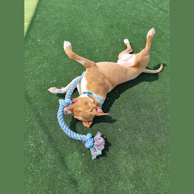 Photo of Bronx Imp 1424