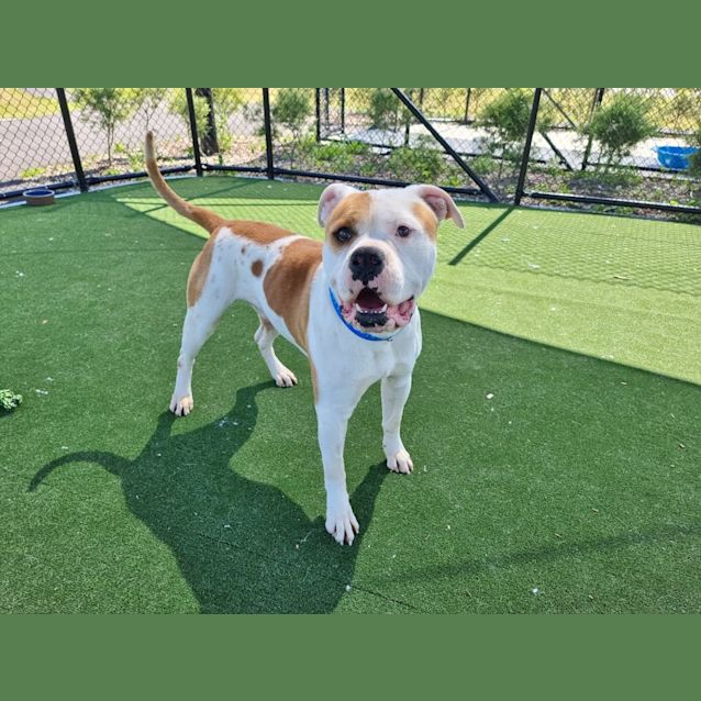 Photo of Harold Imp 1361