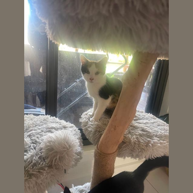 Photo of Floss Meet Me At Petstock Chelsea