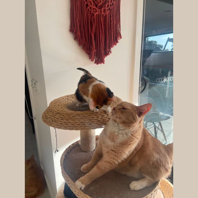 Photo of Floss Meet Me At Petstock Chelsea