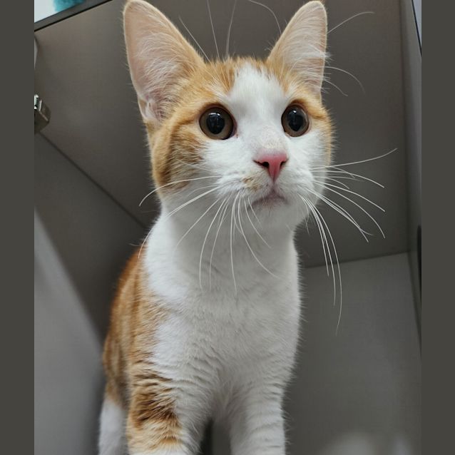 Photo of Fergus