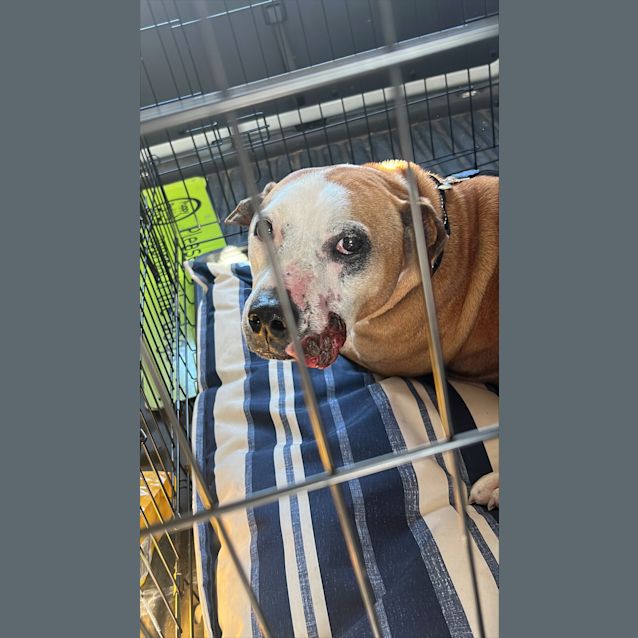Photo of Spud