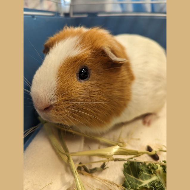 Photo of Ron