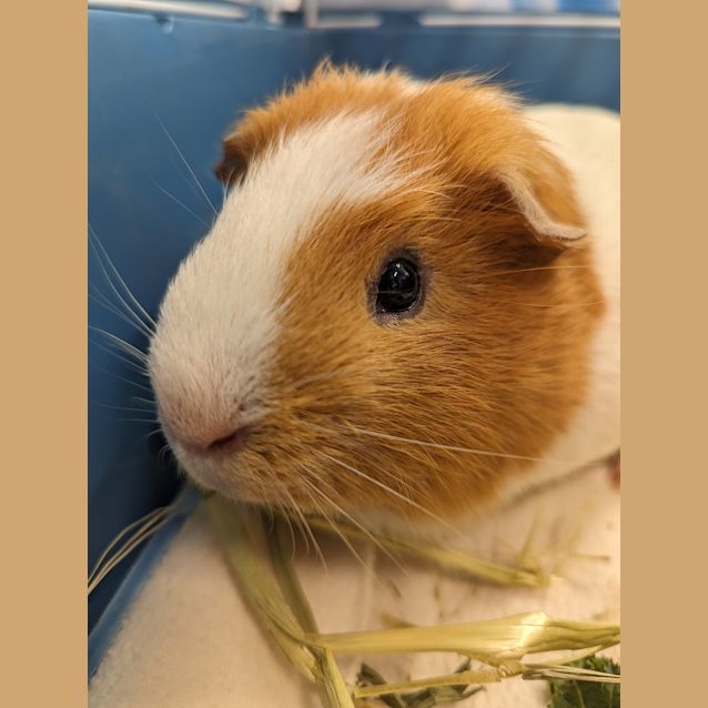 Photo of Ron