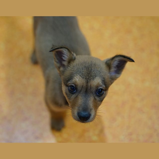 Photo of Indy