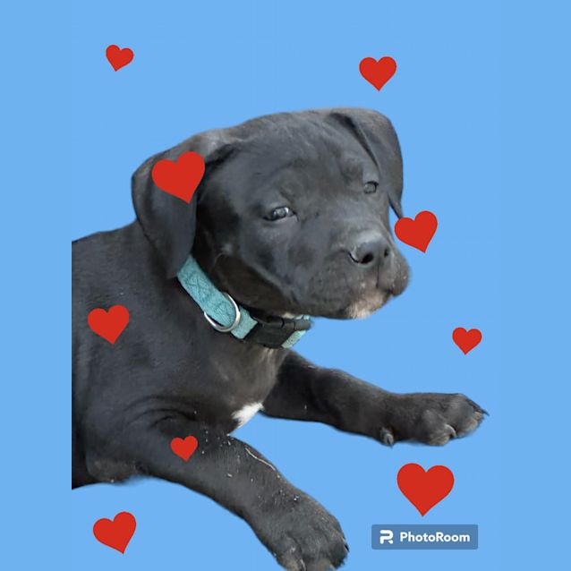 Photo of Ham   9 Week Old Staffy X (Trial)