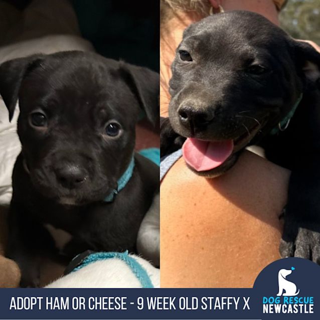 Photo of Cheese   9 Week Old Staffy X (Trial)