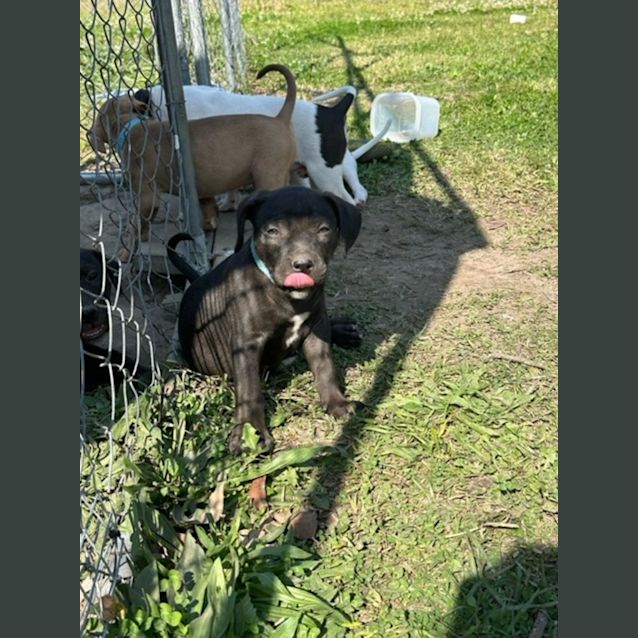 Photo of Cheese   9 Week Old Staffy X (Trial)
