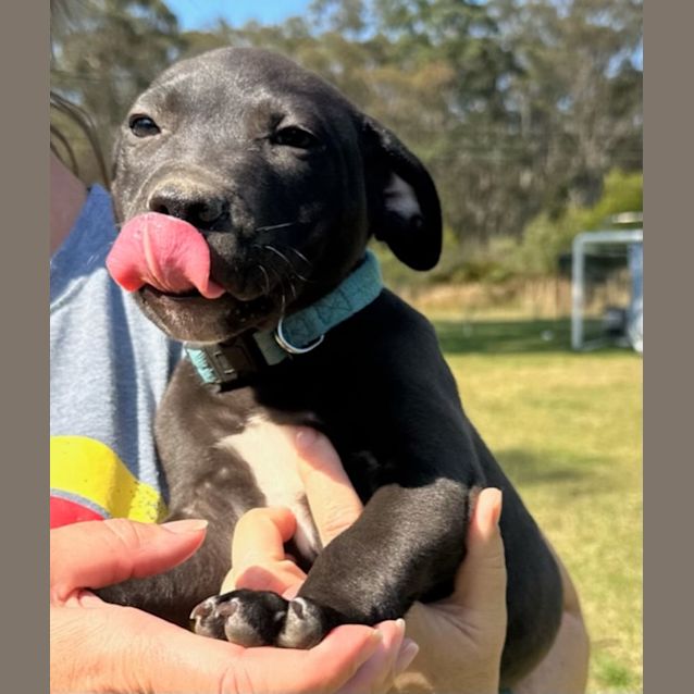 Photo of Cheese   9 Week Old Staffy X (Trial)