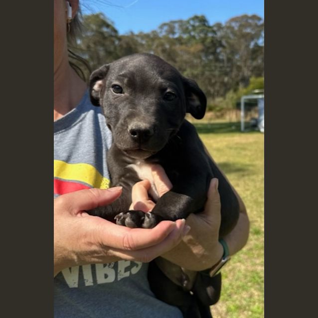 Photo of Cheese   9 Week Old Staffy X (Trial)