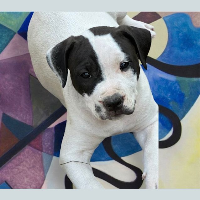 Photo of Ravioli   10 Week Old Staffy X (Trial 5/10/23)