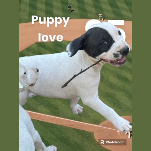 Photo of Ravioli   10 Week Old Staffy X (Trial 5/10/23)