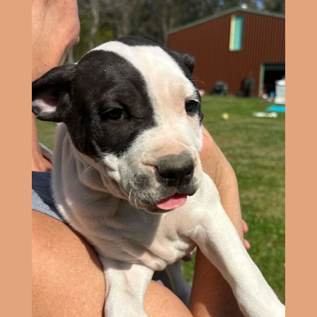 Photo of Ravioli   10 Week Old Staffy X (Trial 5/10/23)