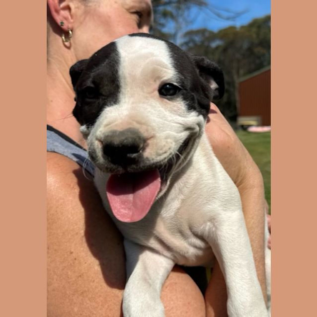 Photo of Ravioli   10 Week Old Staffy X (Trial 5/10/23)