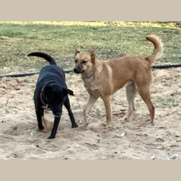 Photo of Lucy And Red