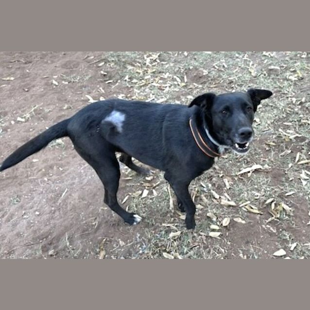 Photo of Lucy And Red