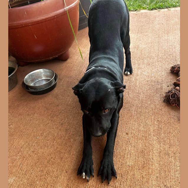 Photo of Nero
