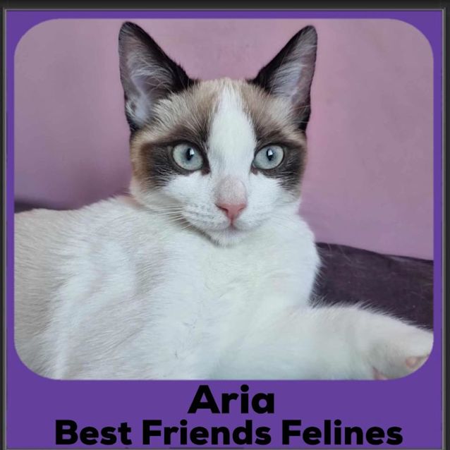 Photo of Aria 