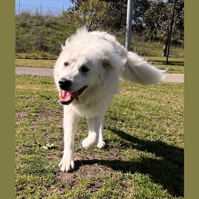 Maremma sheepdog mix cheap