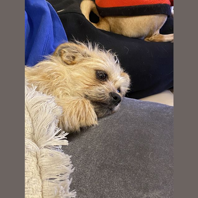 Photo of Millie