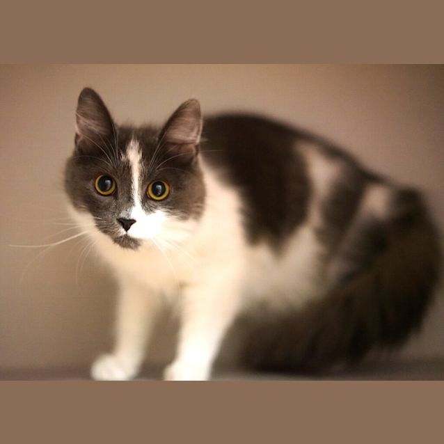 Photo of Lyra