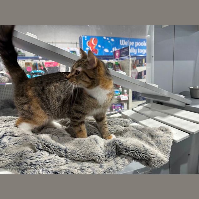 Photo of Kitten Meet Me At Petstock Mornington Nepean Hwy 