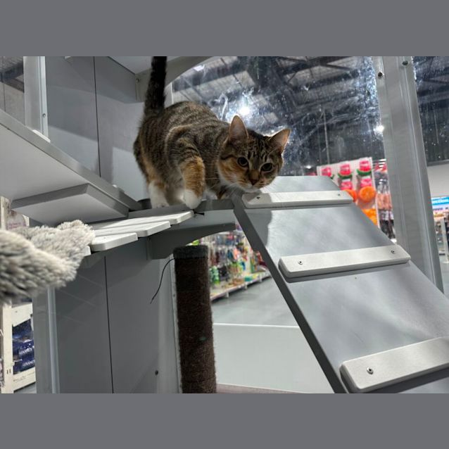 Photo of Kitten Meet Me At Petstock Mornington Nepean Hwy 