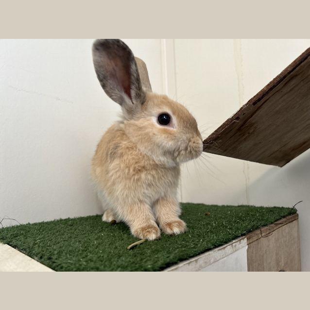 Photo of Walnut