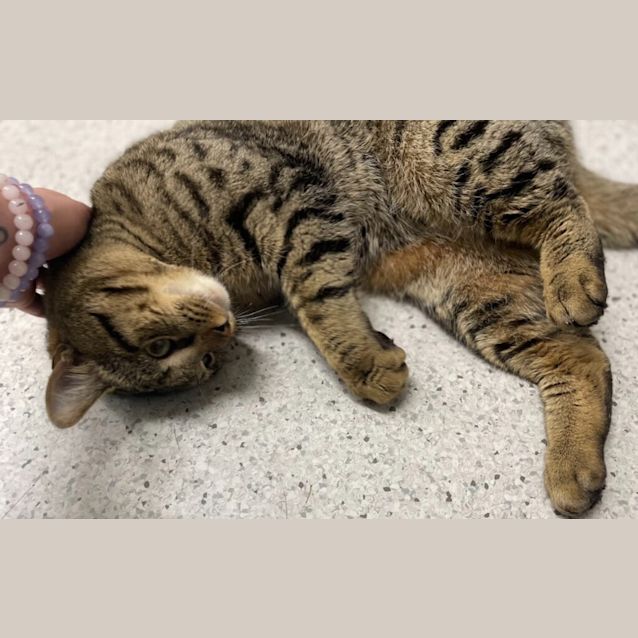 Photo of Comet