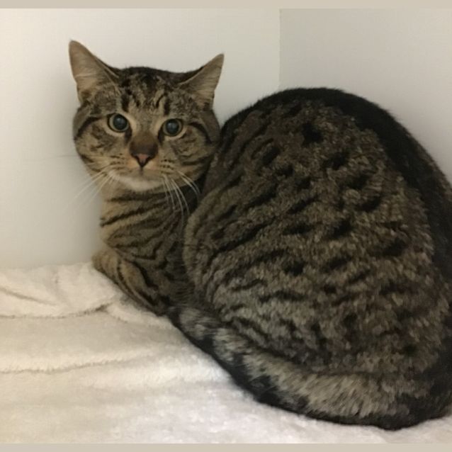 Photo of Comet