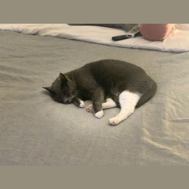 Photo of C1226 Frankie